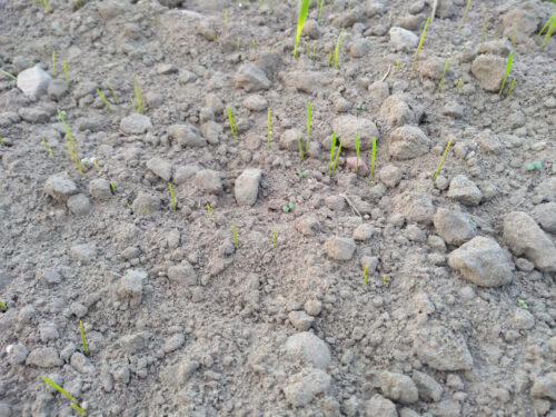 susza, gleba, pszenżyto