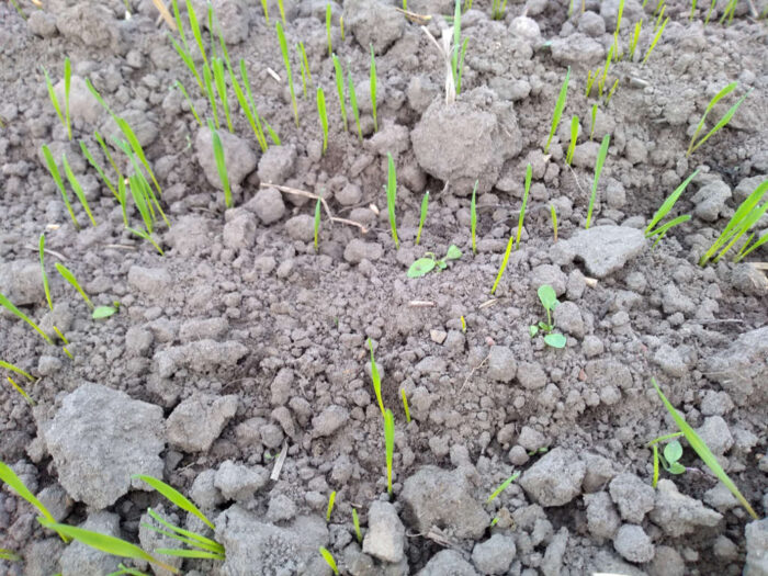 susza, gleba, pszenżyto