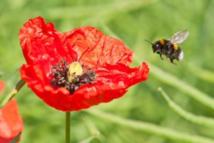 trzmiele, pestycydy, receptory nerwowe owadów, Neoniktoynoidy