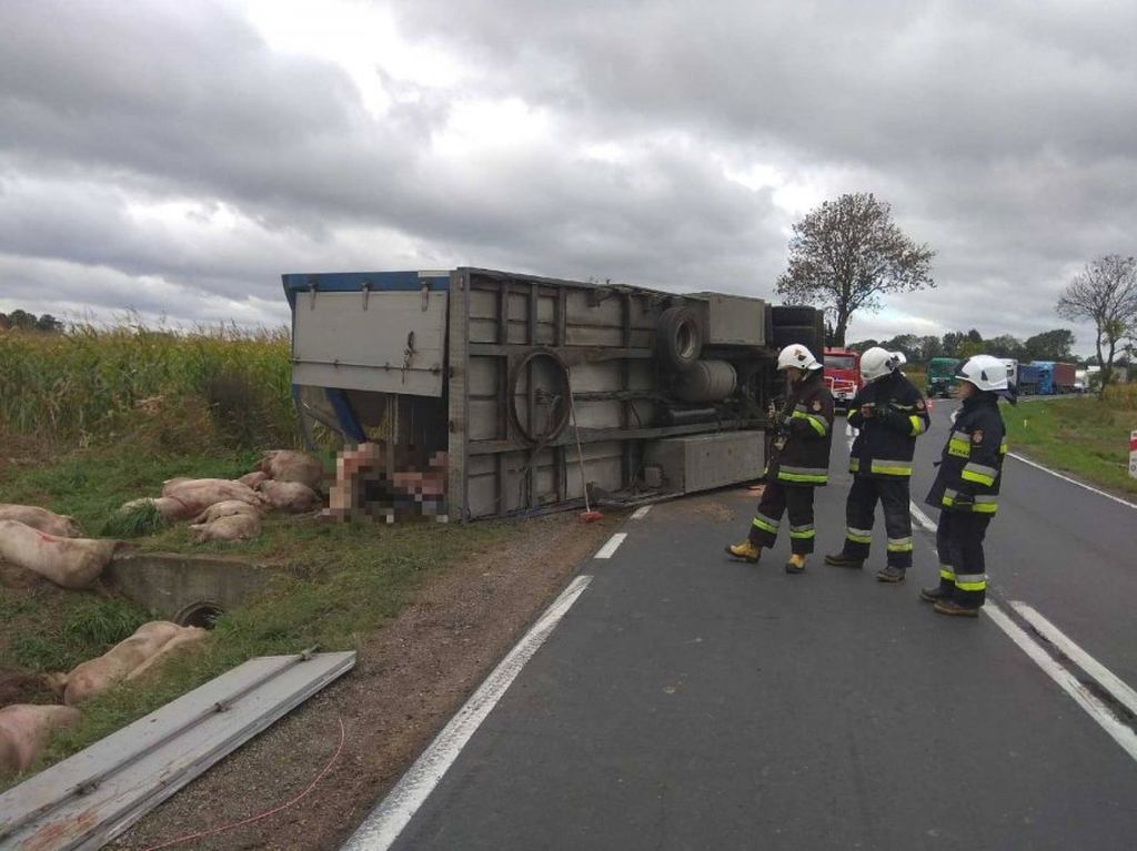 trzoda chlewna, świnie, policja, podkarpackie, wypadek, wypadek transportu świń