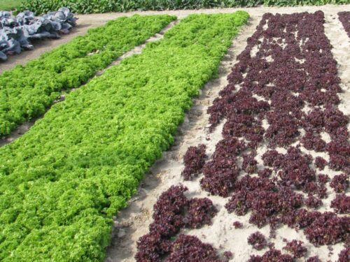 biologiczne środki ochrony roślin, matryca VAT, BioForum, stymulatory wzrostu