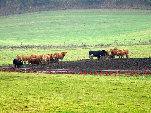 wilki, fladry, odszkodowania dla rolników, warmińsko-mazurskie, RDOŚ fladry