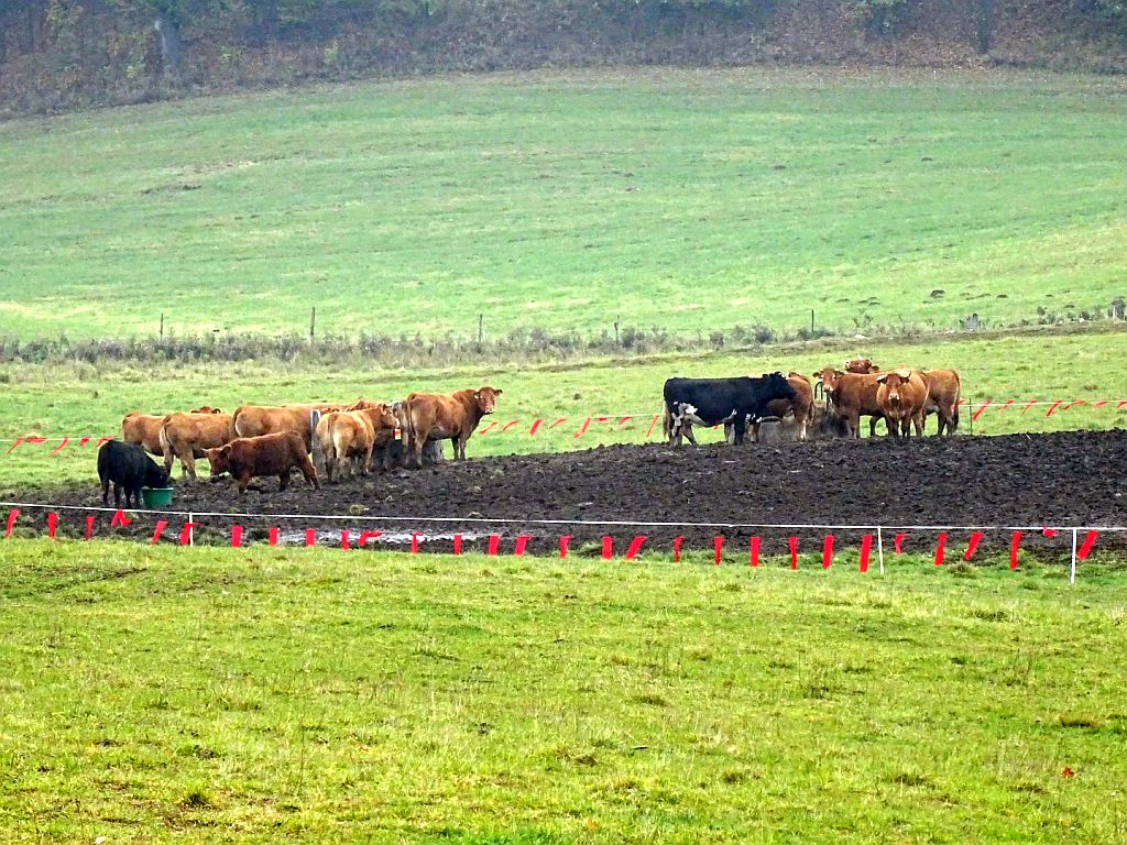 wilki, ataki wilków, populacja wilków, powiat przasnyski, Żelazna Rządowa, mazowsze