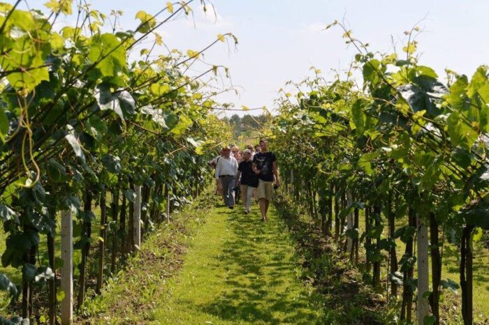 winnica, zbiór winorośli, produkcja wina, gęsi, włochy, Montefalco, Perugia