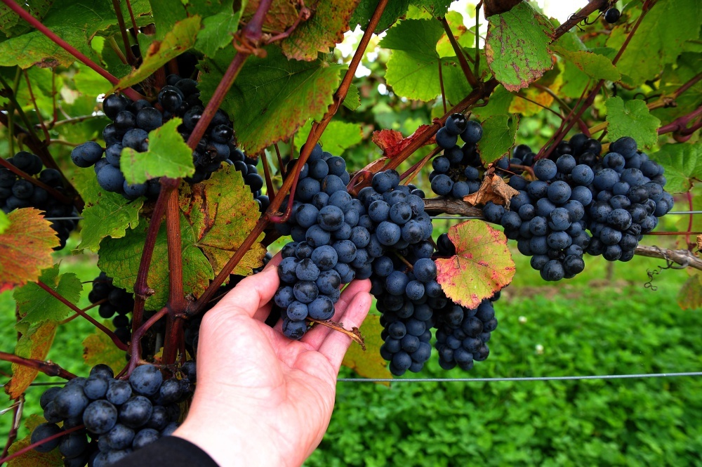winobranie, winnica