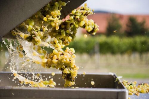 winobranie, wino, alkohol, węgry, winobranie na węgrzech