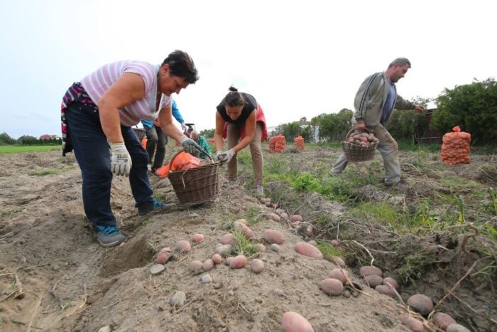 ziemniaki, Sierpc, skansen, A w polu robota, Sierpc, Muzeum Wsi Mazowieckiej w Sierpcu