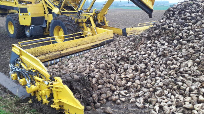 odmiany buraków cukrowych, pdo, coboru, plonowanie