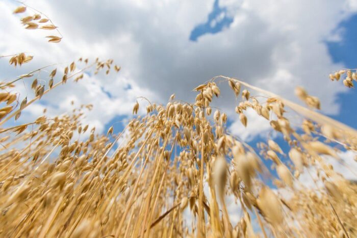 ARiMR, straty w uprawach, wniosek o pomoc, ARiMR, pomoc suszowa