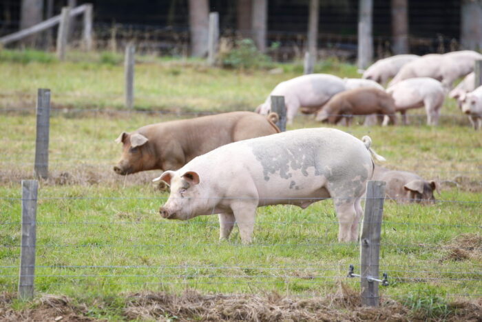 chiny, asf w chinach, hodowla trzody chlewnej, świnie, zakaz eksportu trzody chlewnej