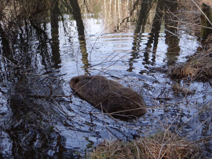 bóbr, buraki, żerowanie