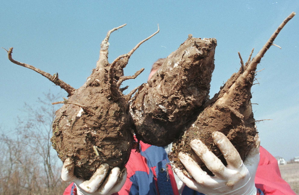 banki żywności, marnowanie żywności, pieczywo, wędliny, owoce i warzywa, raport Deloitte