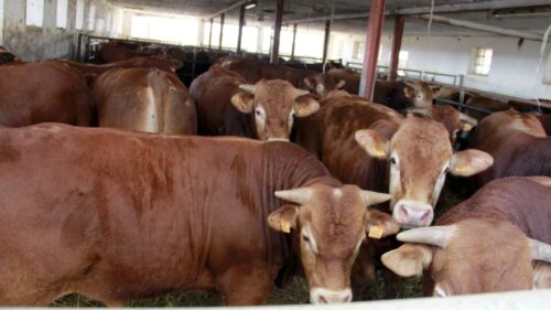 cena bydła, skup żywca wołowego, wołowina, ceny w Polsce,