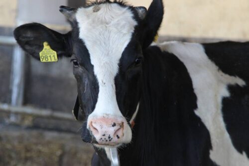 bydło, seminarium,mleko, bydło mleczne, Chodów, Łowicz, Federacja Związków Pracodawców-Dzierżawców i Właścicieli Rolnych
