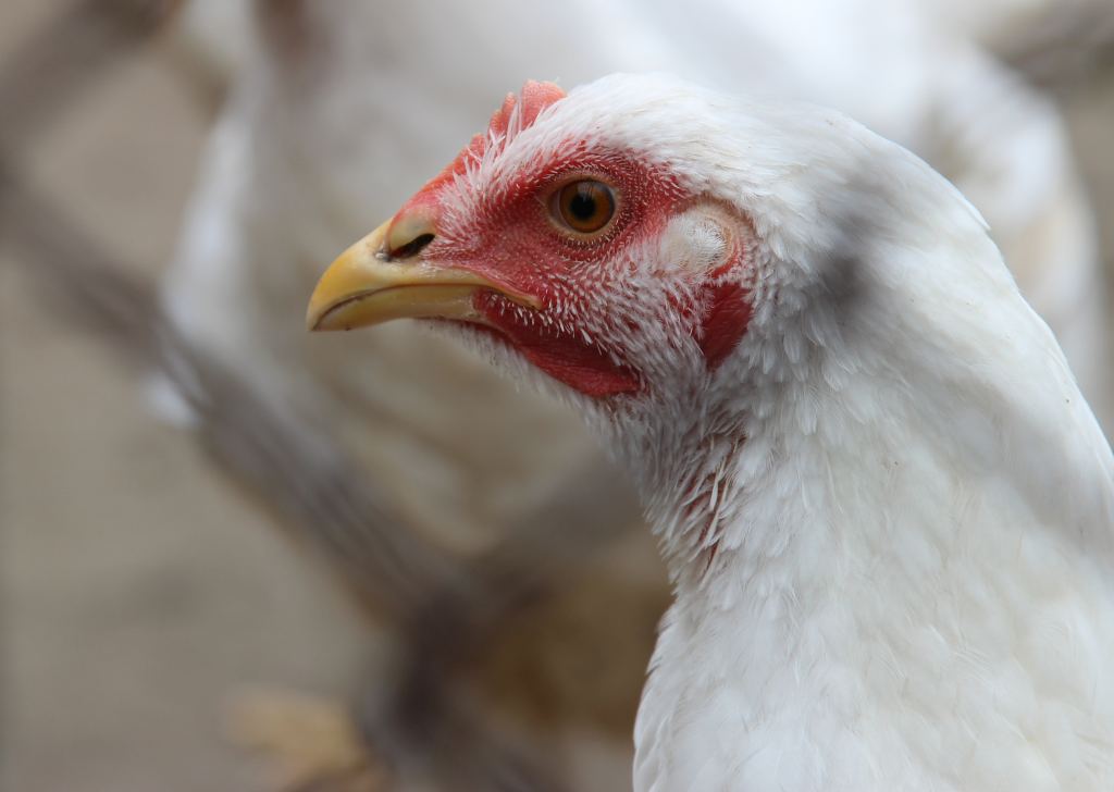 drób, Krajowa Izba Producentów Drobiu i Pasz, produkcja drobiu, mięso