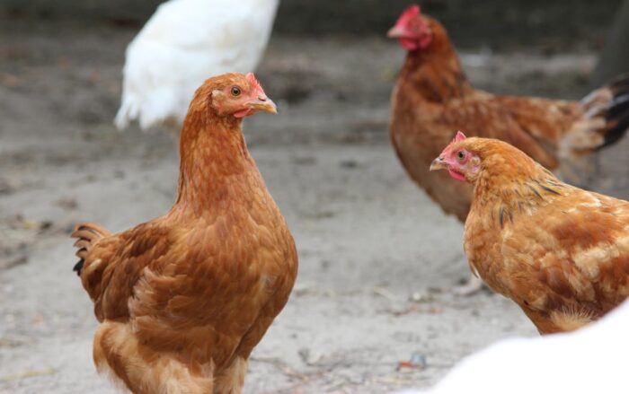 hodowla drobiu, ptasia grypa, powiatowy lekarz weterynarii, Ośrodki Doradztwa Rolniczego