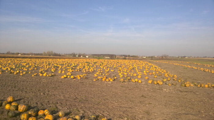 dynie, pole