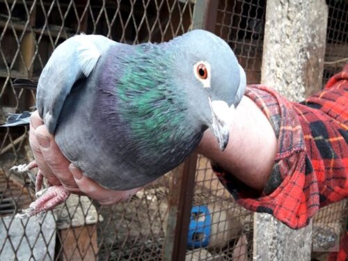 gołębie pocztowe, kradzież gołębi, prudnik, opolszczyzna