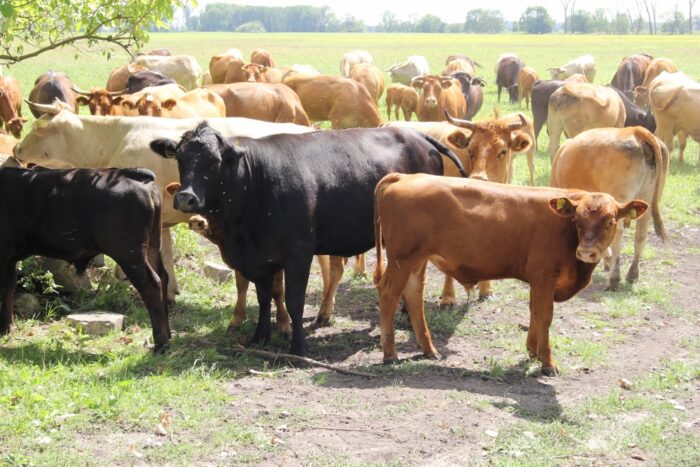 małe ubojnie zwierząt w gospodarstwach, jan krzysztof ardanowski,kolno, sprzedaż mięsa przez rolników