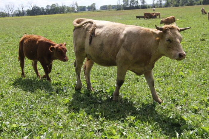 małe ubojnie zwierząt w gospodarstwach, jan krzysztof ardanowski,kolno, sprzedaż mięsa przez rolników