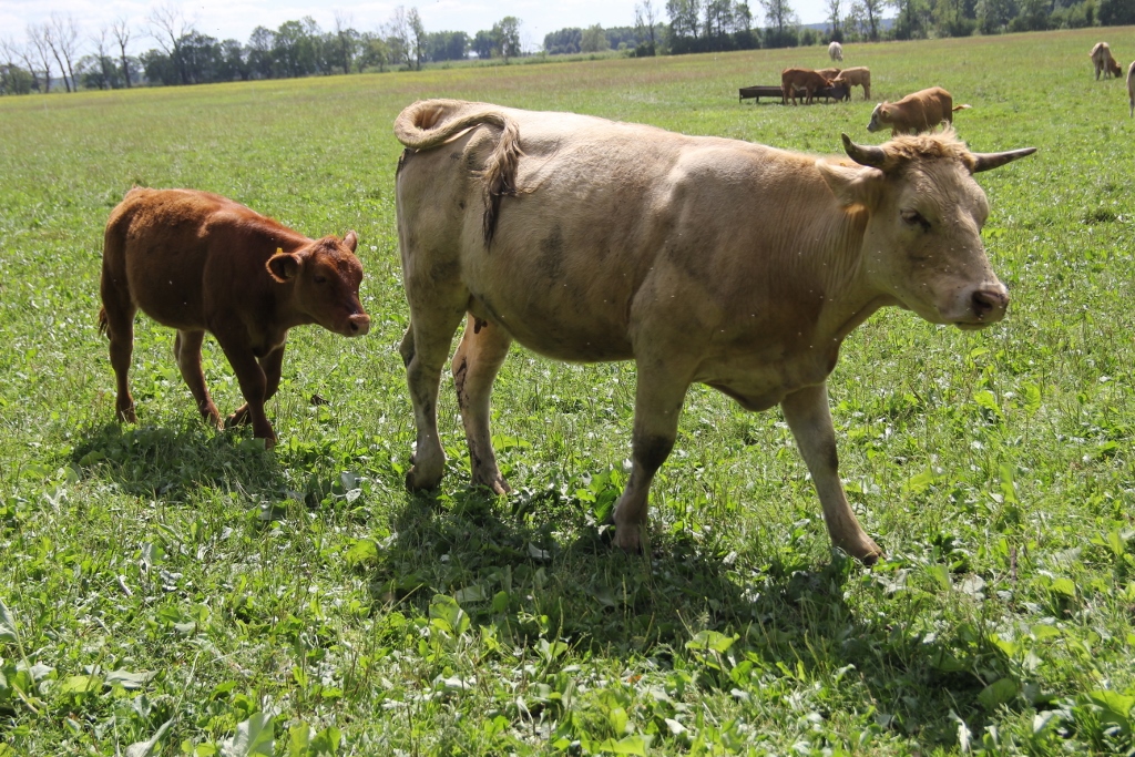 małe ubojnie zwierząt w gospodarstwach, jan krzysztof ardanowski,kolno, sprzedaż mięsa przez rolników