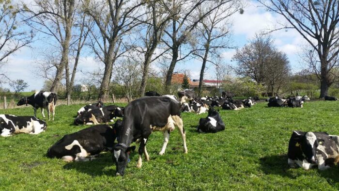 dobrostan zwierząt, wsparcie dla rolnictwa, krowy, trzoda chlewna, owce