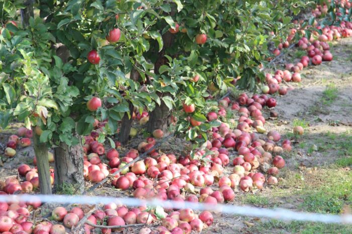 jabłko, KOWR, Jabłka krajowe - smaczne i zdrowe, dzień jabłka w wielkopolskim sadzie