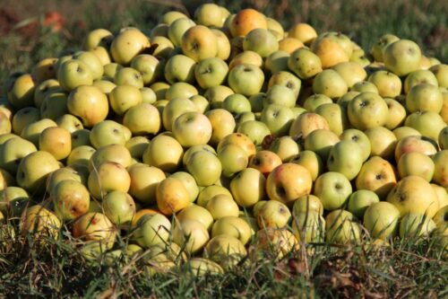 jabłka, eskimos, aktualna lista punktów skupowych jabłek, owoce