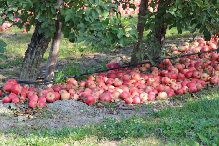 owoce, jabłka, mazowieckie, niskie ceny skupu jabłek, sadownicy