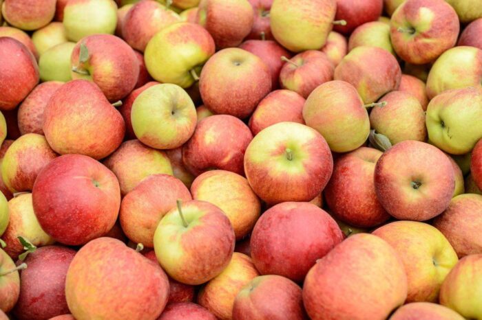 owoce, zbiory owoców, jabłka, Eberhard Makosz, Towarzystwo Rozwoju Sadów Karłowatych