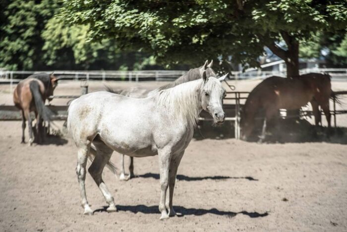 Stadnina Koni Janów Podlaski