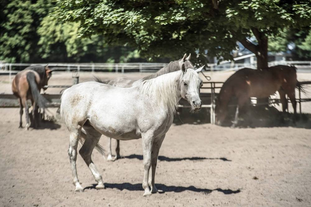 Stadnina Koni Janów Podlaski, Janów Podlaski, Święto Konia Arabskiego, Aukcja Pride of Poland