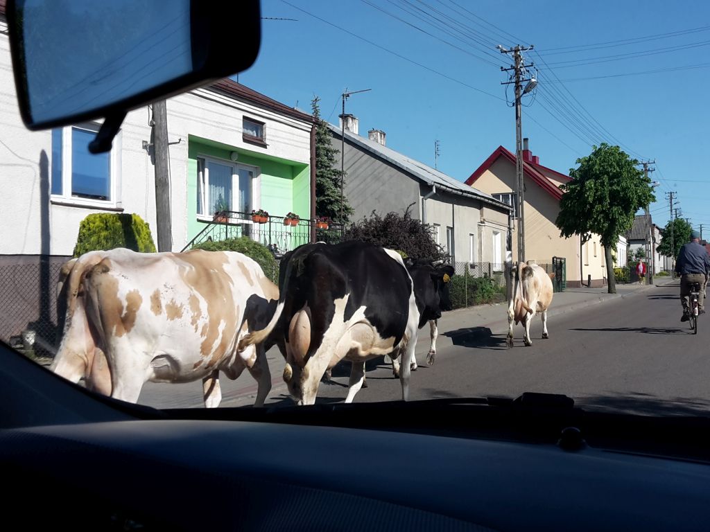 wypas bydła, prowadzenie krów na pastwiska, prawo o ruchu drogowym, Bagienice, powiat przasnyski