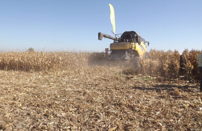 FarmSaat, kukurydza, uprawa kukurydzy, dzień kukurydzy w Policznej, Policzna, mazowieckie