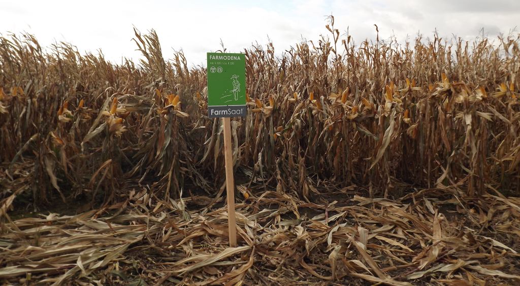 kukurydza, uprawa kukurydzy, Dzień kukurydzy, FarmSaat, lubelskie