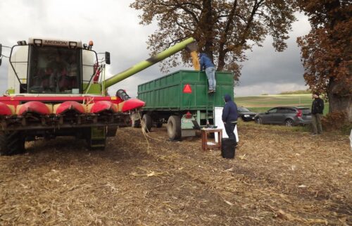 kukurydza, uprawa kukurydzy, Dzień kukurydzy, FarmSaat, lubelskie