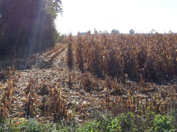susza rolnicza, straty w uprawach z powodu suszy, pomoc rządowa, szacowanie strat, klimatyczny bilans wodny, kbw