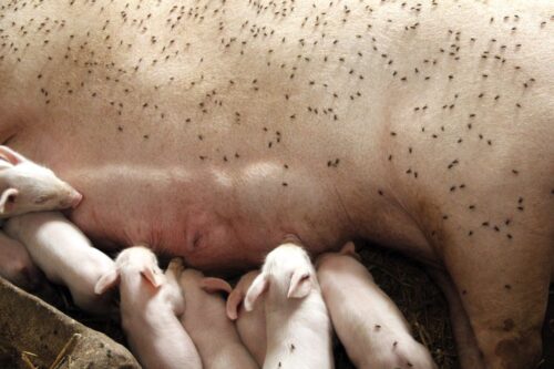 muchy, ASF, wirus, trzoda chlewna