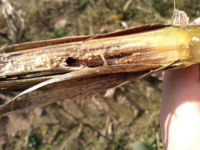 łodyga kukurydzy, omacnica