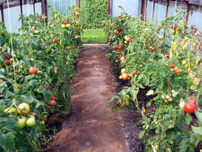 pomidory, promocja warzyw, pomidory dobre z natury