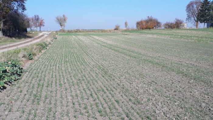 pszenica, pole, Sahryń