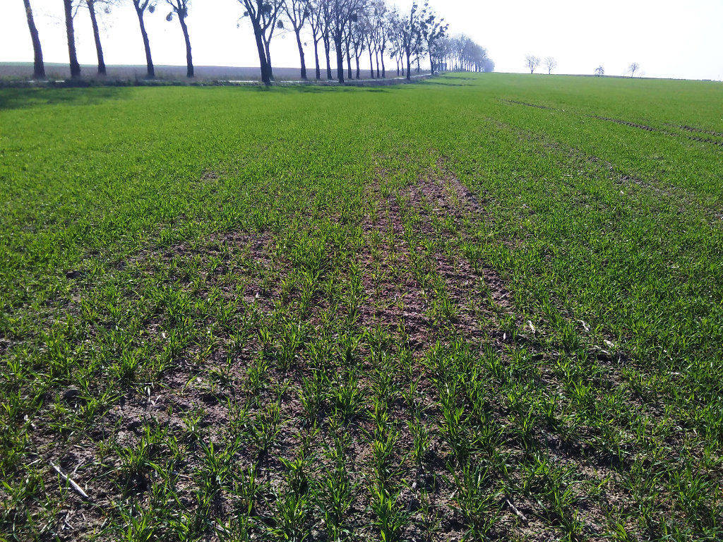 pszenżyto ozime, wymarznięcia, stan plantacji, Szczutowo