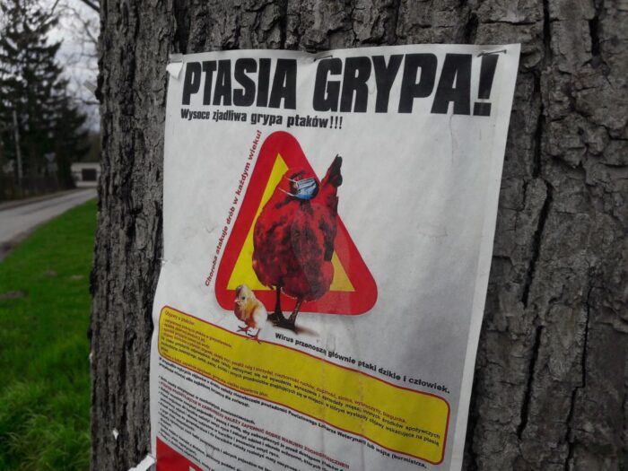 ptasia grypa, drób, ptasia grypa w Polsce, grypa ptaków w Polsce