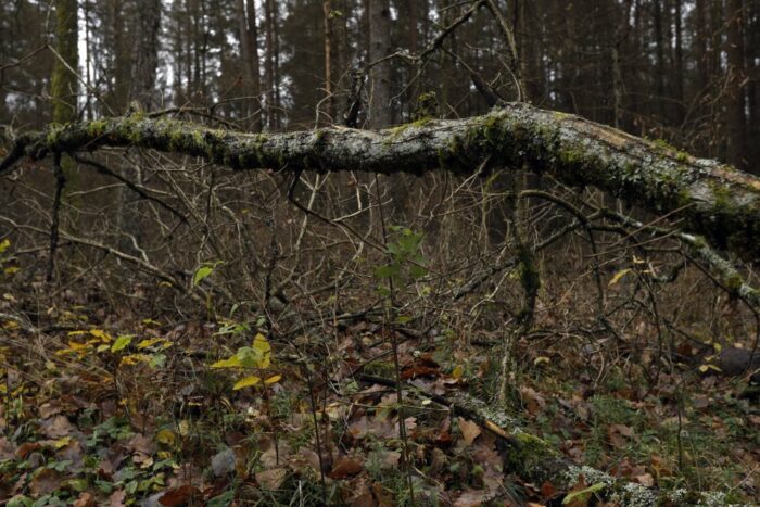 Puszcza Białowieska, kornik drukarz, Lasy Państowe, ministerstwo środowiska, drewno