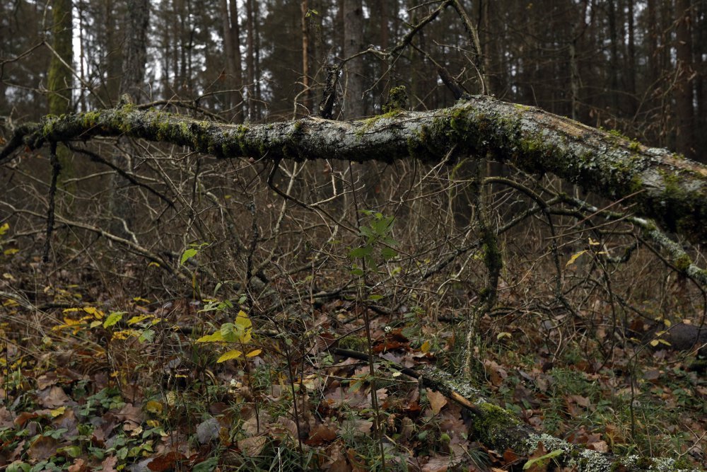 Puszcza Białowieska, pożary w puszczy białowieskiej, Jarosław Krawczyk, RDLP w Białymstoku