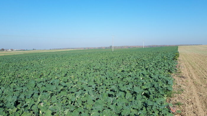 rzepak, pole,miedza, październik, Sahryń