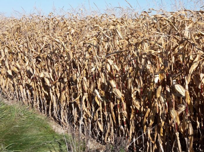 susza rolnicza, Klimatyczny Bilans Wodny, IUNG, kukurydza