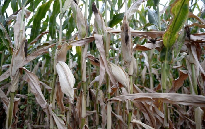 susza rolnicza, straty w uprawach z powodu suszy,jan krzysztof ardanowski, pomoc rządowa, szacowanie strat