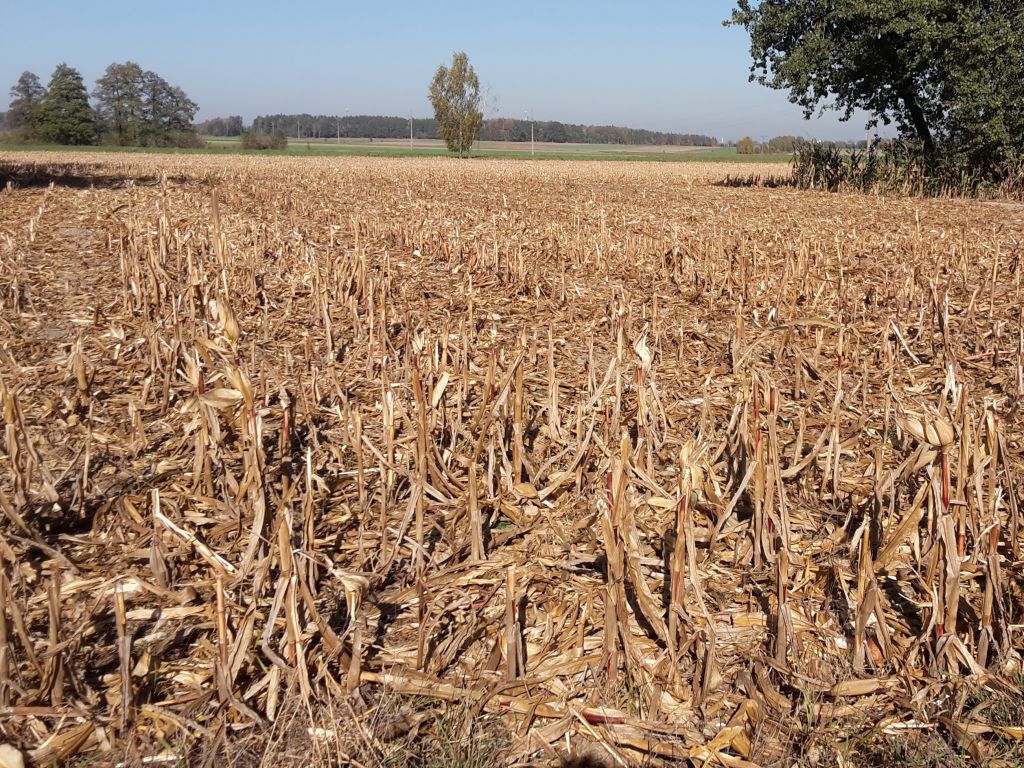 susza rolnicza, straty w uprawach z powodu suszy,jan krzysztof ardanowski, pomoc rządowa, szacowanie strat