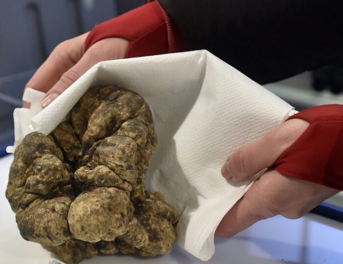 trufla, trufla biała, włochy, rolniczy związek Coldiretti, grzyby